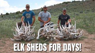 SHED HUNTING | ELK SHEDS | ANTLERS