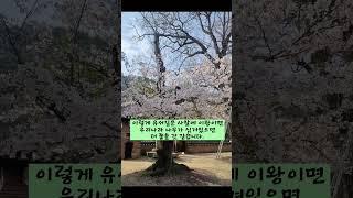 [금산사 왕벚나무-소중한 우리나라 나무] #왕벚나무, #나무, #여행, #금산사, #나무천연기념물, #조경기능사, #식물보호산업기사, #산림기사