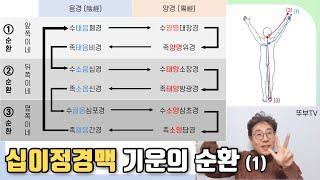 십이정경맥 기운의 순환 (1편) - 한의사가 알려주는 내 몸의 기운 순환 사이클! 한의학, 동양학, 호흡, 명상 공부를 하고 싶은 분들께 추천합니다! 경맥 공부 어렵지 않아요~^^