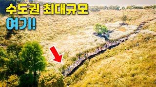 Epic Silver Grass Trekking at Korea's Top 100 Mountains | Public Transport Travel