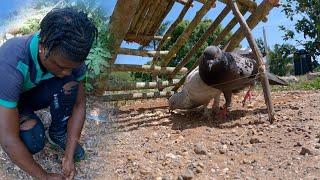 Making A Primitive Trap To Catch Rock Pigeon