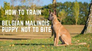 Belgian Malinois Puppy, How to train a Belgian Malinois Puppy not to bite