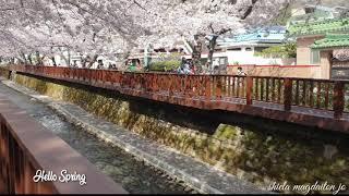 Yeojwacheon Romance Bridge | The Amazing Beauty of Spring