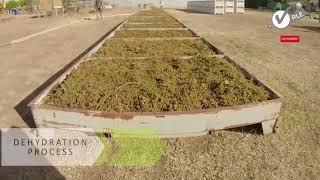 Grape Harvesting , processing , packaging , modern agriculture technology