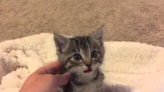 I chat with a 3 week old kitten