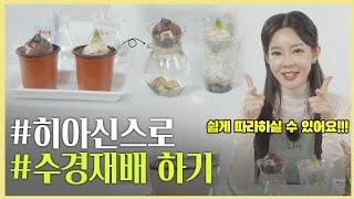 [갑조네TV] 히아신스로 수경재배가 가능하다고!? 방송인 지연수 님과 함께 해보는 식물 히아신스로 수경재배 하기