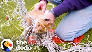 Tangled Fox Gets Rescued From Net | The Dodo