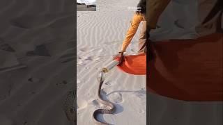 Big snake Binodon video #youtubeshorts #comedy #viralvideo