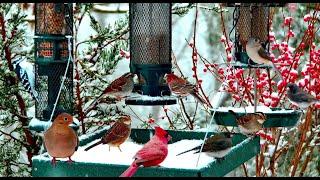 LIVE 4K Christmas Garden Bird Feeder: Cardinals, Woodpeckers, Snow Birds, Juncos, Winter Wonderland