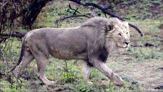 Big Lions in Africa | Wildlife Safari | Big 5 | Africa