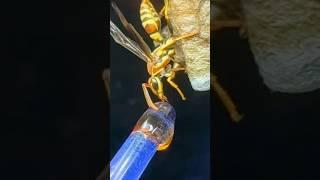 I Gave my Wasps Honey
