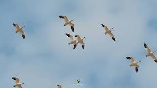 Snow goose came back Montreal.Shoot by Sony a7s3 at 4k 120fps.