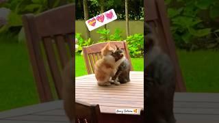 Youtubeshort #cat #cute #catlovers #music #trending #viralreels #shorts #love #cattube #catvideos 