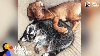 Dog Loves Protecting Her Raccoon Sister - JUNE & WAFFLES | The Dodo Odd Couples