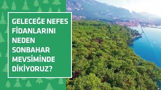 Geleceğe Nefes fidanlarını neden Sonbahar mevsiminde dikiyoruz? Meyve fidanı dikmiyor muyuz?