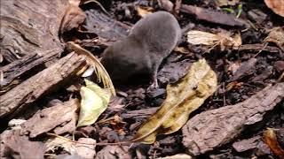 Eastern Mole