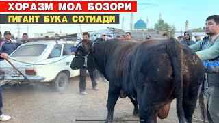 ХОРАЗМ БОГОТ МОЛ БОЗОРИ ГИГАНТ БУКА СОТИЛДИ !!! ХОРАЗМ БОЗОР