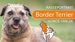 ► Border Terrier [2020] History, Appearance, Temperament, Training, Exercise, Care & Health