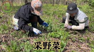 大姨老姨来家里这边采野菜，爸爸开四轮车带大家过河上山，热闹！