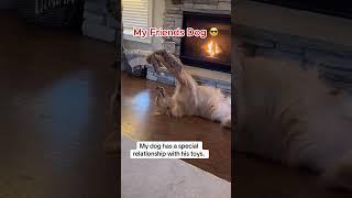 My friends dog vs my dog