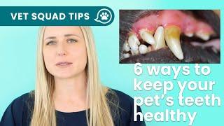 Vet explains 6 ways to keep your pet's teeth healthy | PET CIRCLE