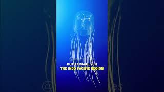 Box Jellyfish | The Most Venomous Animal On Earth