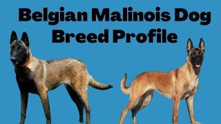 Belgian Malinois Dog Breed Profile