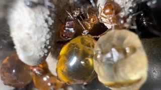 Honey pot ants! Myrmecocystus mexicanus:species info and care tips