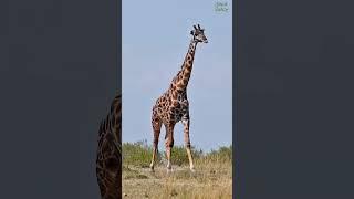 A great tall giraffe! #giraffe #tally #animallover #animals #wildlife #wildlife #wildanimals