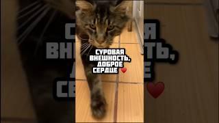 Суровая внешность, доброе сердце! | Захар #омскиехвостики #помощь #приют #животные #помощьбездомным