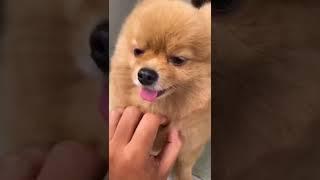 Cute and adorable dog || Katie asked to be scratched many time #shorts