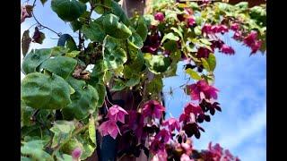 How to grow Purple Bell Vine from seed