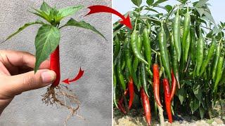 Few people know that it is possible to propagate this way | Relax Garden