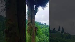 mirik darjeeling | mirik gopal dhara | mirik tea garden #shorts #shortsvideo #shortsyoutubevideo