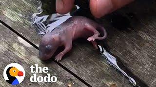 Couple Getting Married Rescued A Teeny Baby Rat | The Dodo Little But Fierce