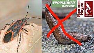 Друг или враг? Клопы-солдатики - украшение наших садов и убийцы слизней или враги урожая?