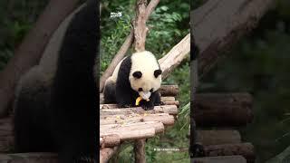 又发现一只爱吃南瓜的熊猫