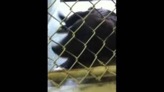 @aplacetobark [http://twitvid.com/PVZZ7 - A Black Lab/mi...]