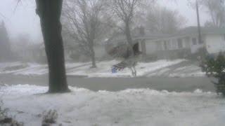 Urban Hawk chases Squirrel