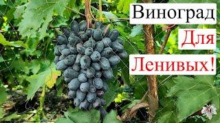 Самая НАДЁЖНАЯ НОВИНКА Винограда!