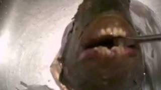 DMD Group Fish With Human Like Teeth.mp4