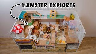 Cute Hamster Explores Her Home! | Lemonade's New Set Up 