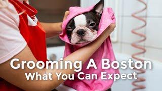 Basic Grooming Needs Of A Boston Terrier