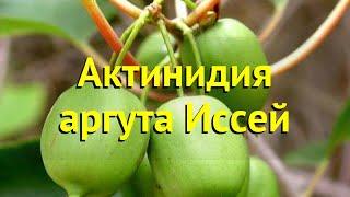 Актинидия аргута. Краткий обзор, описание характеристик, где купить саженцы actinidia arguta иссей