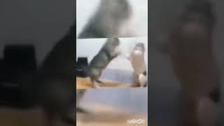 Cats funny  fights|| Cats fights funny video|| #Shorts #virals #comedy #entertainment