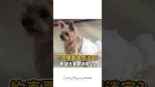 狗狗遇到地震時的反應⋯約克夏都這樣嗎？？？｜Cathy Anyway 隨便啦凱西