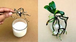 Mit 1 Glas davon! Auf diese Weise bilden Orchideen sofort Knospen und blühen kontinuierlich