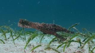 Robust Ghost Pipefish