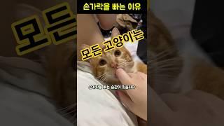 이 행동, 단순 귀여움이 아니었습니다—고양이 심리학