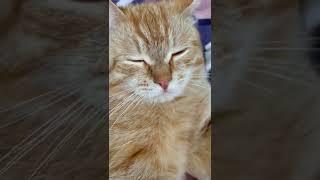 Рыжуля Мурчалкин пришёл с прогулки на тихий час #кот #мурлыка